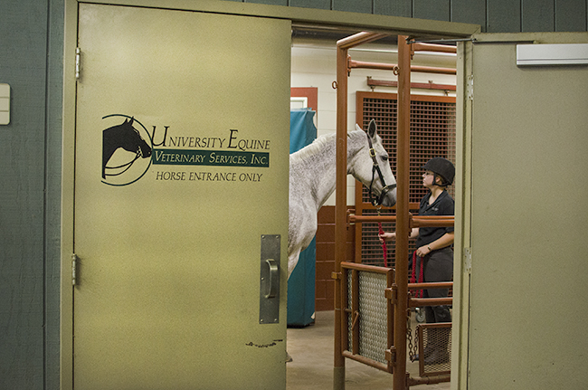 of Findlay Equine Veterinary Clinic
